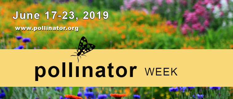 Virginia Pollinator Week