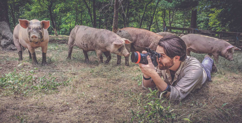 Daniel James taking a photo surrounded by pigs